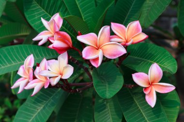 güzel pembe plumeria 