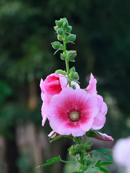 Malwa różowa — Zdjęcie stockowe