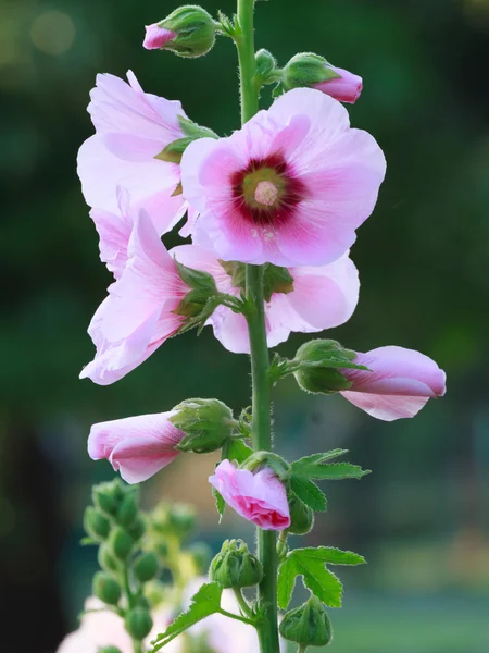 Malwa różowa — Zdjęcie stockowe