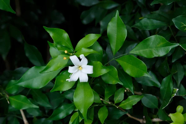 橙色杰萨明花, 热带花. — 图库照片