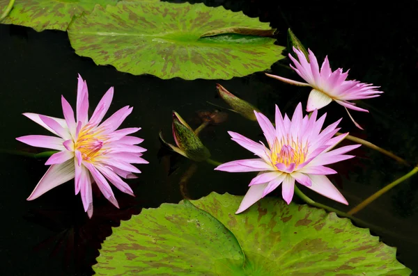 Roze lotus op de vijver — Stockfoto