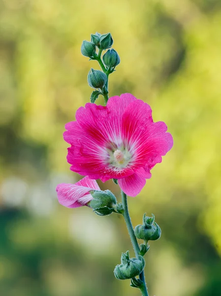 O hollyhock rosa — Fotografia de Stock