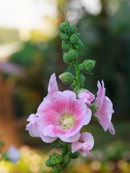 O hollyhock rosa — Fotografia de Stock