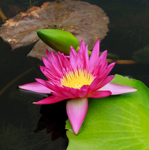 Roze lotus op de vijver. — Stockfoto