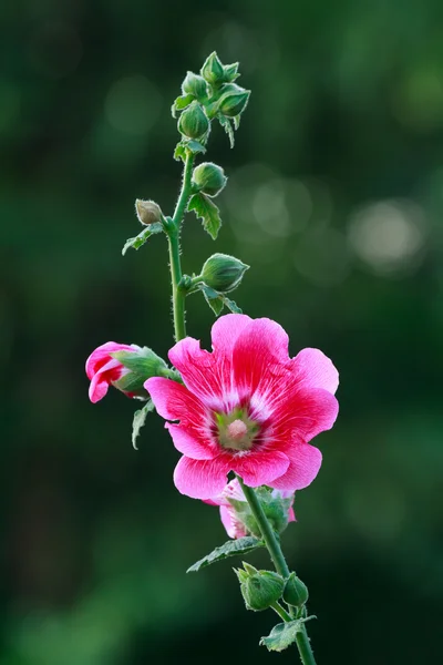 Siyah arka plan üzerinde pembe lotus.
