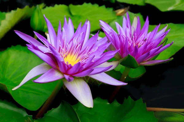 Roze lotus op zwarte achtergrond. — Stockfoto