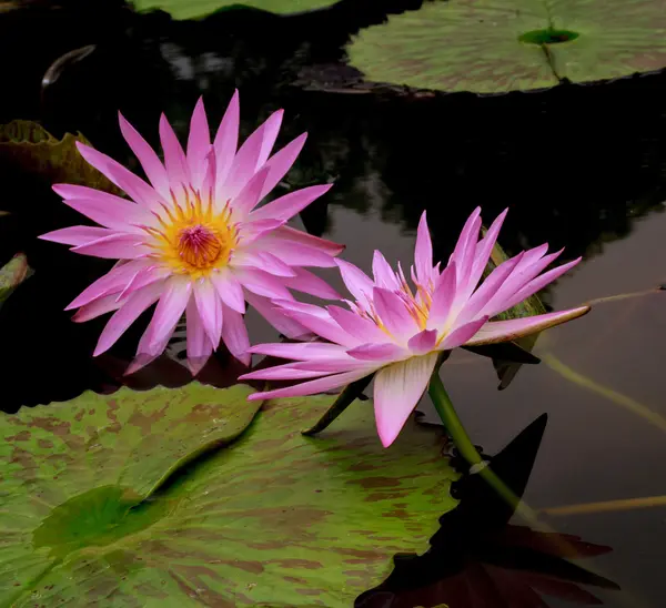 Roze lotus op zwarte achtergrond. — Stockfoto