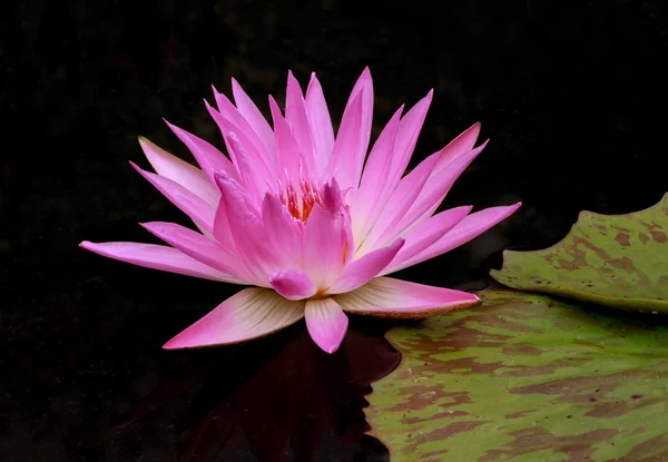 Roze lotus op zwarte achtergrond. — Stockfoto