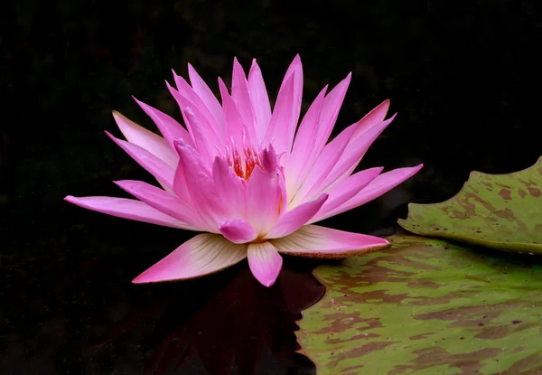 Siyah arka plan üzerinde pembe lotus.