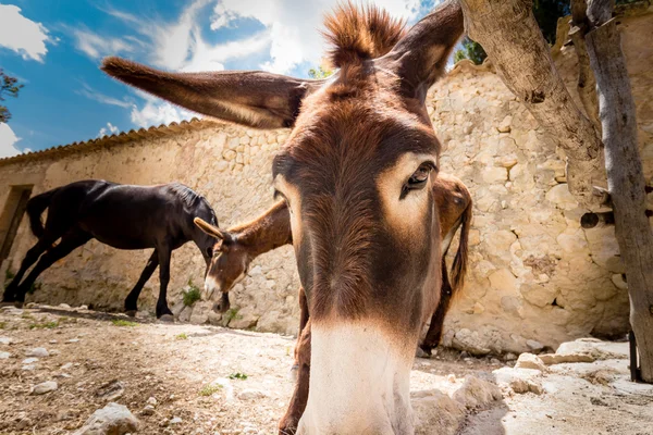 Donkey Close Up — Stock Photo, Image