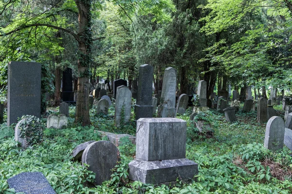 Enchanted Cemetery — Stock Photo, Image