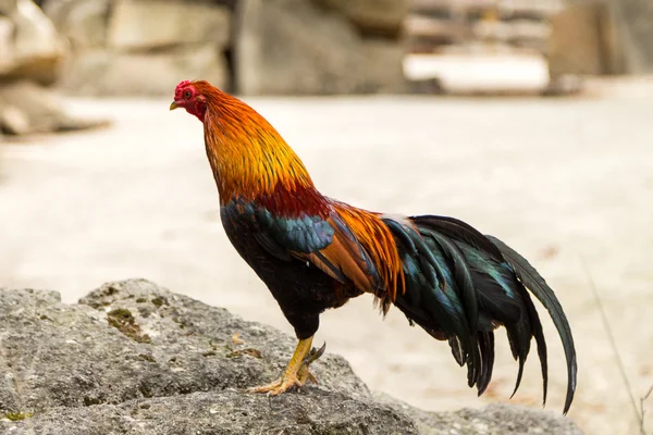 renkli cock