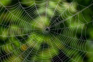 Spider Web clipart