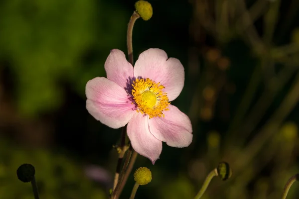 Anemone — Stock Photo, Image