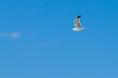 Uçan martı ve mavi gökyüzü