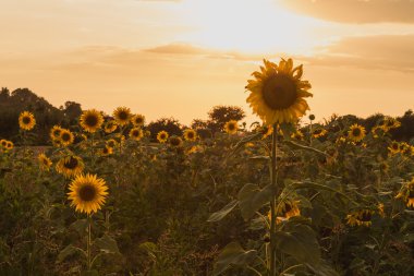 Ayçiçeği tarlası