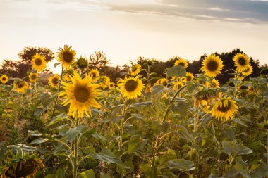 Ayçiçeği tarlası