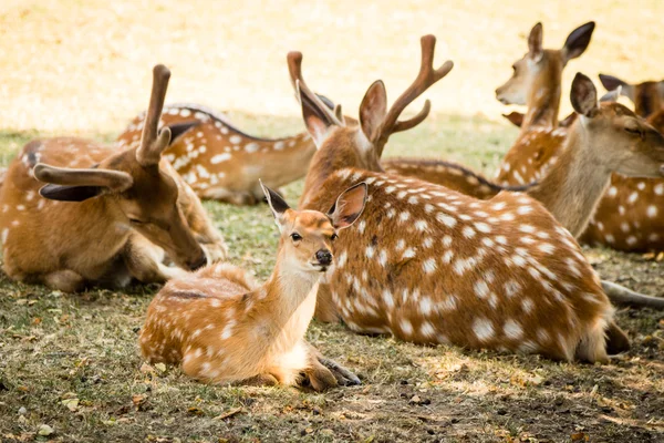 Group of Roes — Stock Photo, Image