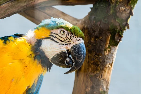 Blue and Yellow Parrot