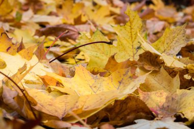 Akçaağaç yaprakları sonbaharda