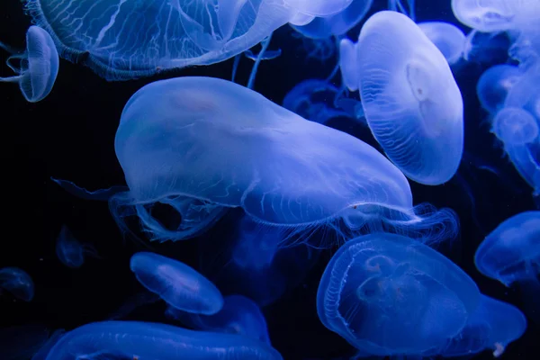 青い水の中のミズクラゲ — ストック写真