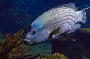 Humphead wrasse akvaryum