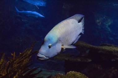 Humphead wrasse akvaryum