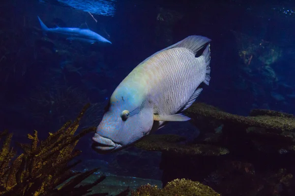 Pyskoun Humphead v akváriu — Stock fotografie