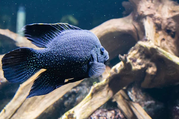 水族館内 Marakeli Chichlid — ストック写真