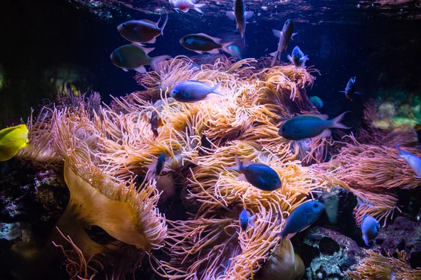 水族館内 Marakeli Chichlid — ストック写真