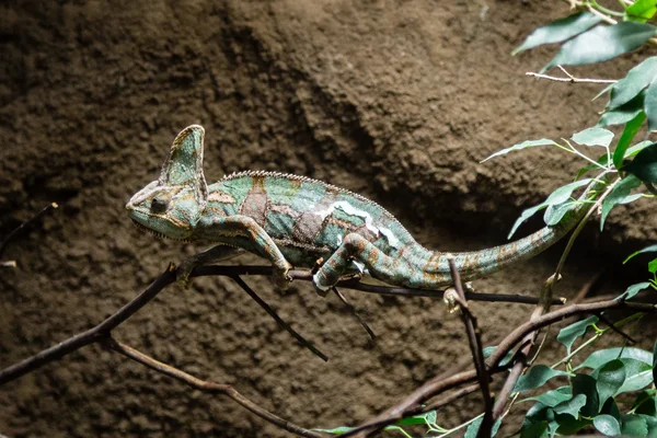 Caméléon voilé sur une branche — Photo