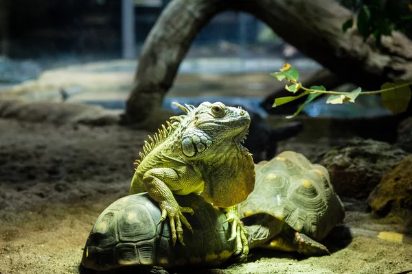 Iguana oprimiendo a una tortuga — Foto de Stock