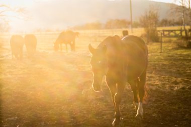 Akşam ışığı atları