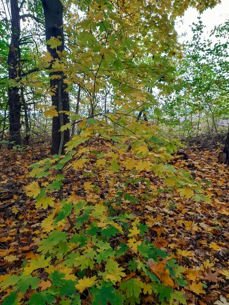 Hojas Otoño Árbol Hojas Amarillas Verdes Bosque Otoño Paisaje Forestal —  Fotos de Stock