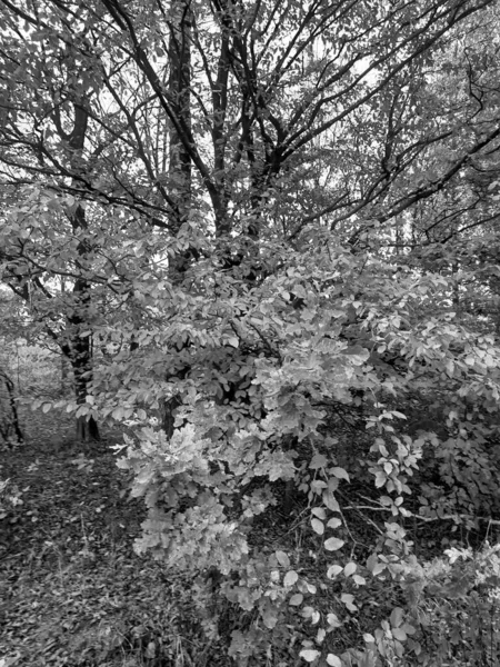 Podzimní Les Lesní Krajina Stromy Černými Bílými Listy Pozadí Pro — Stock fotografie