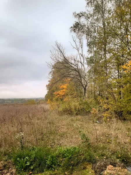 Herbstlandschaft Bäume Und Feld Düsterer Himmel Getrocknetes Gras Hintergrund Für — Stockfoto