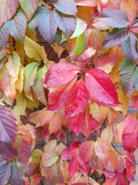 Bir sarmaşığın sonbahar yaprakları, yaban üzüm yapraklarının makrosu sonbahar mevsimi için arka plan olarak sarmaşık yaprakları. Ekran için arka plan. Renkli yapraklar.
