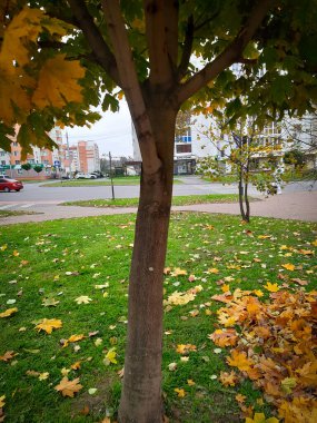 Sonbahar manzarası. Sarı yapraklı bir ağaç. Düşen yapraklar. Şehir manzarası. Çimlerin üzerinde sonbahar yaprakları. Bir fotoğraf. Ekranlar için arkaplan.