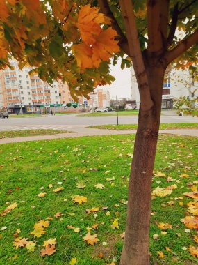 Sonbahar manzarası. Sarı yapraklı bir ağaç. Düşen yapraklar. Şehir manzarası. Çimlerin üzerinde sonbahar yaprakları. Bir fotoğraf. Ekranlar için arkaplan.