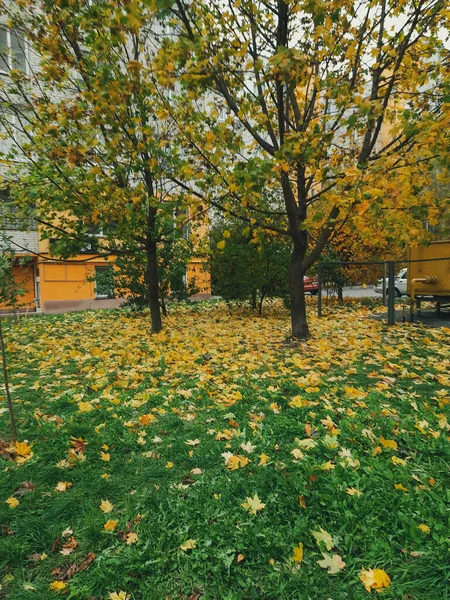 Sonbahar Manzarası Sarı Yapraklı Bir Ağaç Düşen Yapraklar Şehir Manzarası — Stok fotoğraf