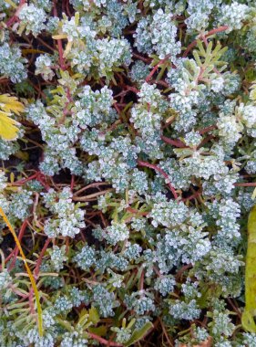 Çim ve bitkilerin üzerindeki çiy damlaları donmuş. Sonbaharın sonu ve kışın başı. İlk dondurmalar. Bir çiçeğin üzerindeki soğuk çiy damlaları. Su çimlerin üzerinde dondu..