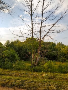 Güneşli sıcak bir gün. Yapraksız bir ağaç. Yaşlı büyük ağaç. Yeşil bitkiler ve çimenler. Ekran için arkaplan.