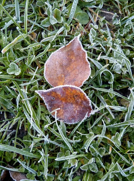 Due Foglie Marroni Erba Verde Ricoperta Gelo Sfondo Schermi Fine — Foto Stock