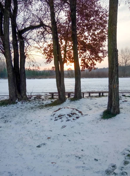 Árvores Terra Neve Dia Ensolarado Paisagem Inverno Tempo Ano Novo — Fotografia de Stock