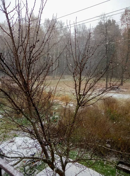 Vroege Winter Eerste Sneeuw Valt Herfstbomen Gras Bewolkt Natte Sneeuw — Stockfoto