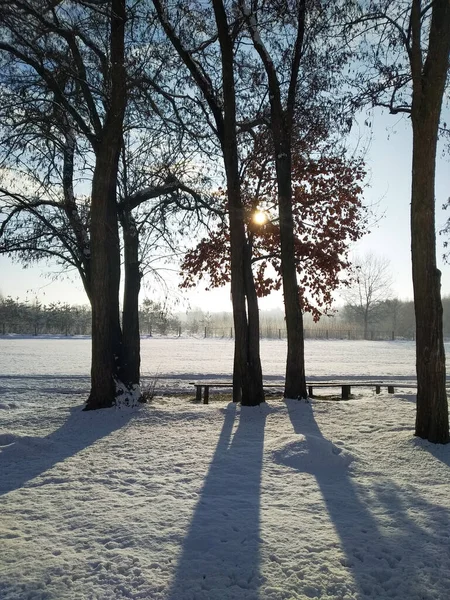 Árvores Terra Neve Dia Ensolarado Paisagem Inverno Tempo Ano Novo — Fotografia de Stock