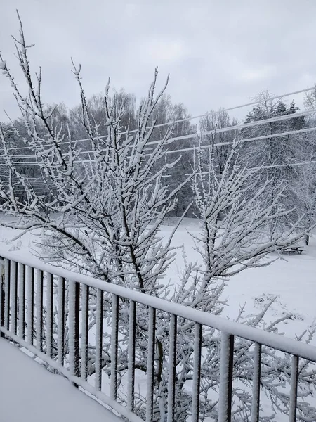 Winterlandschap Het Een Nare Dag Met Sneeuw Bedekte Bomen Het — Stockfoto