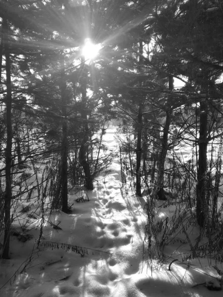Winterlandschaft Ein Strahlend Sonniger Tag Die Sonnenstrahlen Scheinen Durch Die — Stockfoto