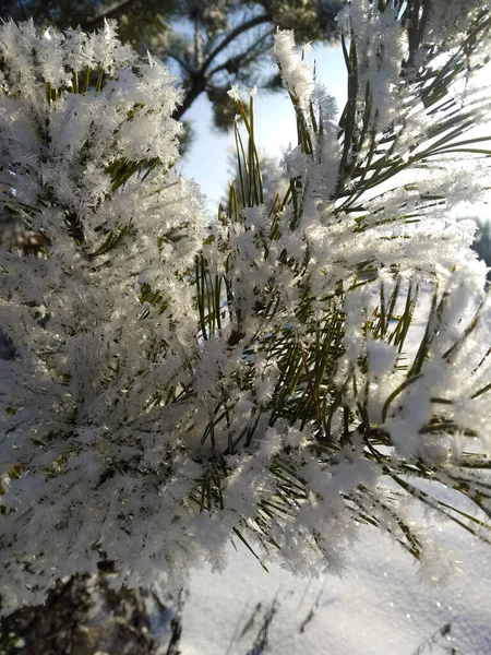 나무들 소나무와 가문비나무 가지들 새해가 부드럽고 하얗고 솜털같은 스크린을 — 스톡 사진