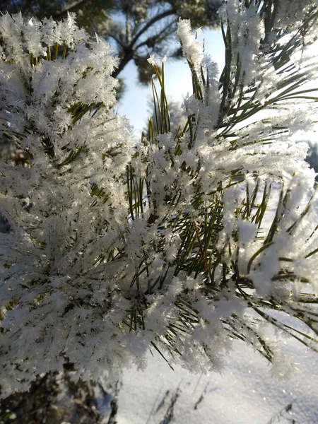 Trees Snow Pine Spruce Branches Snow Sunny Day Winter Landscape — Stock Photo, Image